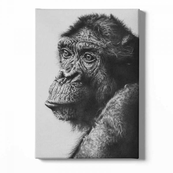 Portrait of monkey