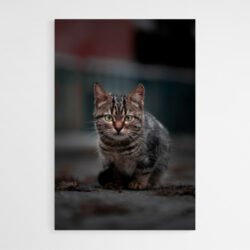 Abstract Cat Painting
