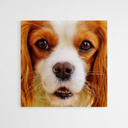 Cavalier king charles spaniel art